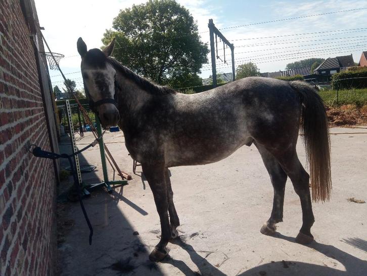 5 jarige ruin, Dieren en Toebehoren, Paarden, Ruin, B, 160 tot 165 cm, 3 tot 6 jaar, Springpaard, Met stamboom, Gechipt, Ontwormd
