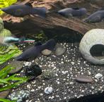 Black molly, Dieren en Toebehoren, Vissen | Aquariumvissen, Vis