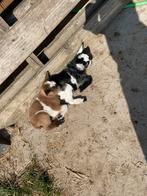 Geitenbokje te koop, Dieren en Toebehoren, Schapen, Geiten en Varkens