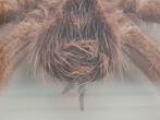 Curiosity 'Giant Birdeater Spider' Dominican 1970, Ophalen of Verzenden, Gebruikt, Insect, Opgezet dier
