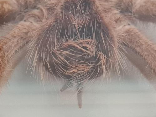 Curiosity 'Giant Birdeater Spider' Dominican 1970, Verzamelen, Dierenverzamelingen, Gebruikt, Opgezet dier, Insect, Ophalen of Verzenden