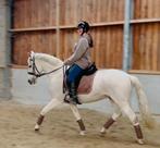 Cheval de dressage PRE 12 ans, Dieren en Toebehoren, Paarden, Minder dan 160 cm, Gechipt, Ruin, M
