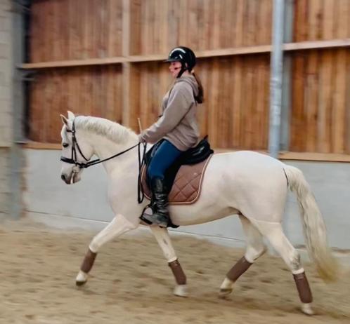 Cheval de dressage PRE 12 ans, Dieren en Toebehoren, Paarden, Ruin, M, Minder dan 160 cm, 11 jaar of ouder, Dressuurpaard, Met stamboom