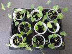 GEURGERANIUM (ANTI_MUGGEN), Tuin en Terras, Vaste plant, Halfschaduw, Lente, Ophalen