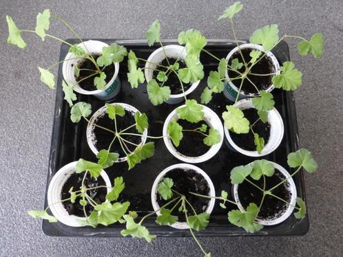 GEURGERANIUM (ANTI_MUGGEN), Tuin en Terras, Planten | Tuinplanten, Vaste plant, Overige soorten, Halfschaduw, Lente, Ophalen