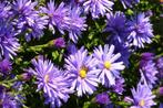 Aster Rudolph Goethe, Tuin en Terras, Planten | Tuinplanten, Ophalen