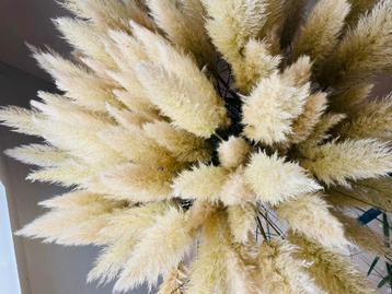 Pampas gras gedroogd / per stuk of 50 stuks / groot lot beschikbaar voor biedingen
