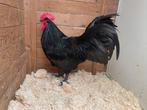 Trio zwarte australorp TT kwaliteit