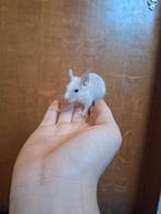 Jonge degoe's beschikbaar (zeldzame kleuren!), Dieren en Toebehoren, November, Meerdere dieren, Overige typen, Tam