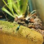 Neocaridina green rili