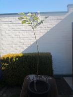 Mooie jonge notenboom, okkernoot, Ophalen, In pot