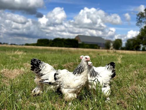 Brahma kippen verschillende kleuren hennen gesekst + ingeënt, Dieren en Toebehoren, Pluimvee, Kip, Vrouwelijk
