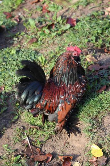4 coqs Barbu d’Uccle mille fleurs à vendre beschikbaar voor biedingen