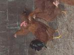 Jonge haan te koop, Dieren en Toebehoren, Pluimvee