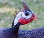 Gezocht parelhoen of kalkoen broedeieren ., Dieren en Toebehoren