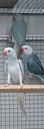 halsbandparkiet 2025 0-1 blauwcin blst, Dieren en Toebehoren, Vogels | Parkieten en Papegaaien, Vrouwelijk, Parkiet, Geringd