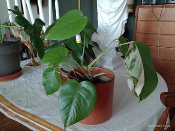 Philodendron Monstera deliciosa variegata  beschikbaar voor biedingen