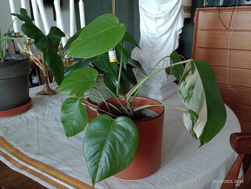 Philodendron Monstera deliciosa variegata, Huis en Inrichting, Kamerplanten, Overige soorten, Minder dan 100 cm, Groene kamerplant