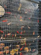 Diverse vijvervissen, Tuin en Terras, Gaas en Draad, Ophalen