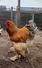 Brahma groothoender Buff Blauw, Dieren en Toebehoren