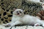 Unieke tortie ragdoll poes – lief, sociaal en betoverend, Poes, Gechipt, 0 tot 2 jaar