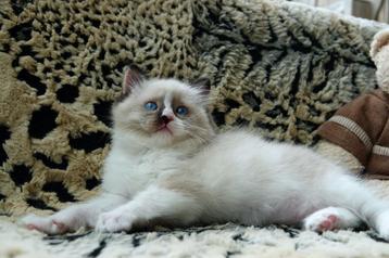 Unieke tortie ragdoll poes – lief, sociaal en betoverend  beschikbaar voor biedingen