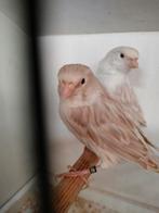 Satinet kanaries, Dieren en Toebehoren, Vogels | Kanaries, Geslacht onbekend, Kleurkanarie