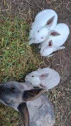 Nestje witte konijntjes., Dieren en Toebehoren, Konijnen