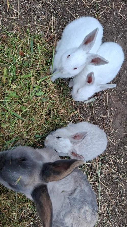 Nestje witte konijntjes., Dieren en Toebehoren, Konijnen