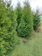 Conifeer, spar: Thuja brabant,  westerse levensboom, Tuin en Terras, Ophalen, Conifeer, Haag, 250 cm of meer