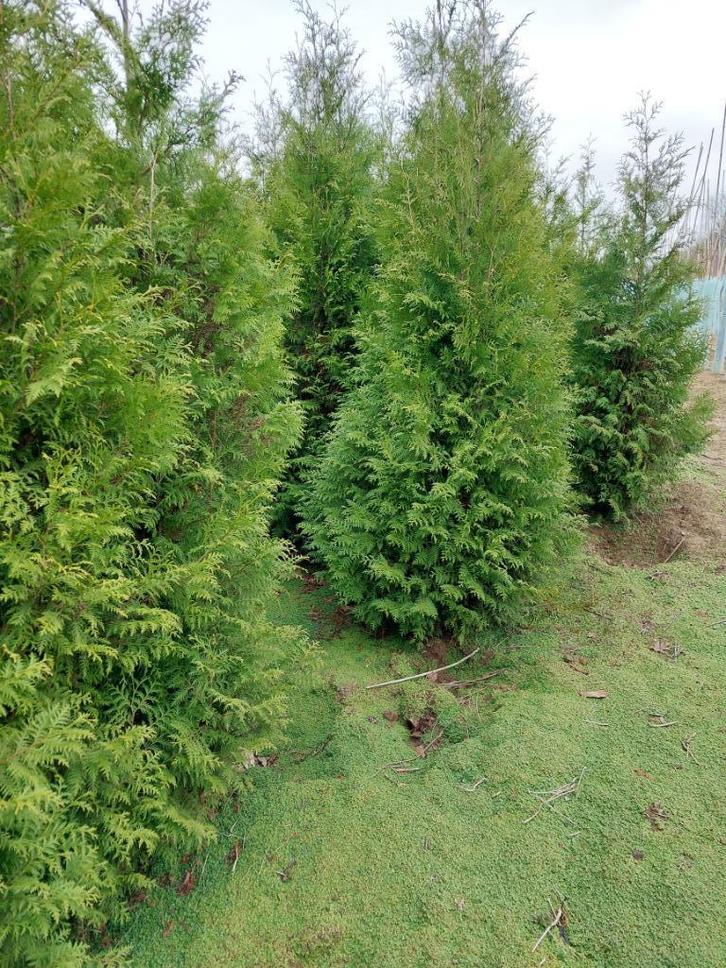 Conifeer, spar: Thuja brabant,  westerse levensboom, Tuin en Terras, Planten | Struiken en Hagen, Haag, Conifeer, 250 cm of meer