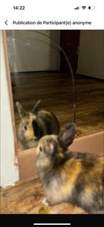 Lapine, Dieren en Toebehoren, Konijnen, Vrouwelijk, Dwerg, 0 tot 2 jaar