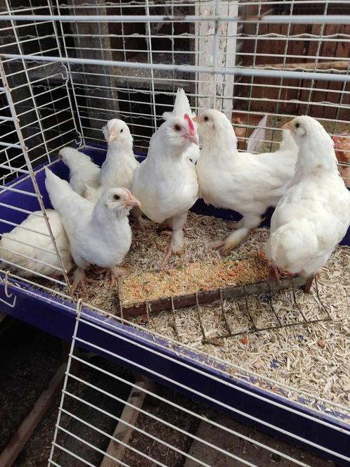 pluimvee, Dieren en Toebehoren, Pluimvee, Kip, Vrouwelijk