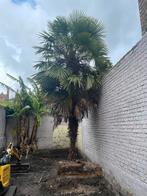 Palmboom 7 m, Tuin en Terras, Planten | Bomen, Ophalen, Volle zon, Palmboom, 400 cm of meer