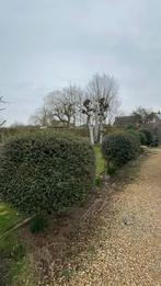Tuinbomen, Jardin & Terrasse, Plantes | Arbustes & Haies, Enlèvement, Autres espèces