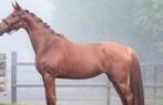 Drachtige merrie 2018, Dieren en Toebehoren, Paarden, Merrie, Gechipt, Niet van toepassing, 7 tot 10 jaar