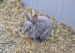 Dwerg rex, Dieren en Toebehoren, Konijnen, Dwerg