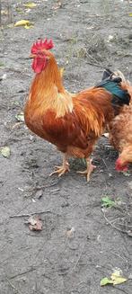 Verschillende Hanen, Dieren en Toebehoren, Mannelijk, Kip