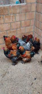 Brahma hanen van 2025, Dieren en Toebehoren, Pluimvee