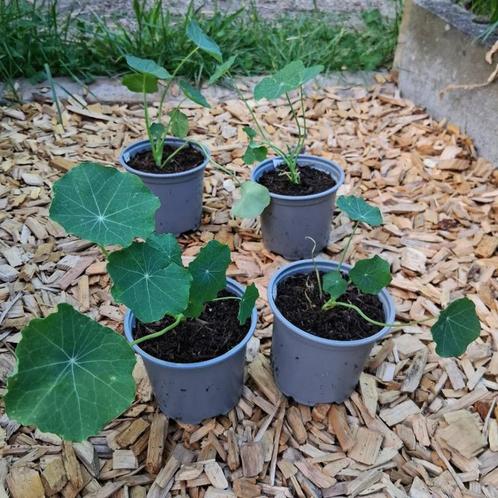 - Oost-indische kers -, Tuin en Terras, Planten | Tuinplanten, Eenjarig, Kruiden, Volle zon, Zomer, Ophalen