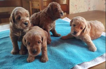 Mini labradoodle pups Te Koop, België, Overige rassen, 8 tot 15 weken, CDV (hondenziekte)