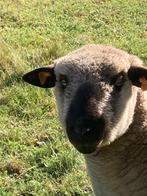 hampshire down ram, Mannelijk, Schaap, 0 tot 2 jaar