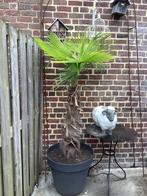 Palmier 100€, Jardin & Terrasse, Enlèvement, Autres espèces