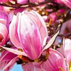 Magnolia Galaxy, Enlèvement, Mi-ombre