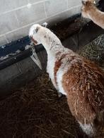 Alpaca, Dieren en Toebehoren, Schapen, Geiten en Varkens