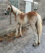 Haflinger jaarling zoekt goede thuis, Dieren en Toebehoren, Pony's, Gechipt, Niet van toepassing, 0 tot 2 jaar, Hengst