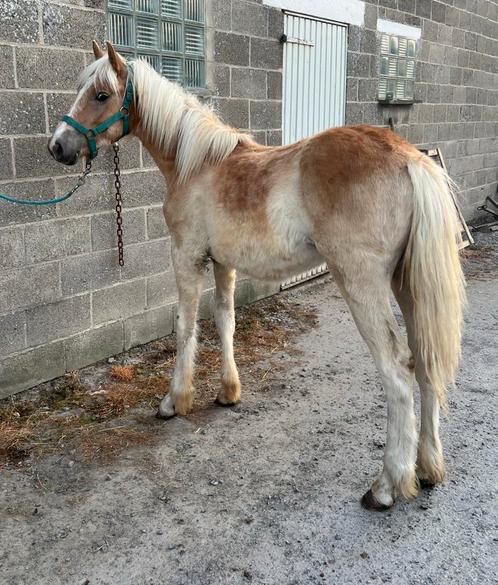 Haflinger jaarling zoekt goede thuis, Dieren en Toebehoren, Pony's, Hengst, Niet van toepassing, D pony (1.37m tot 1.48m), Recreatiepony