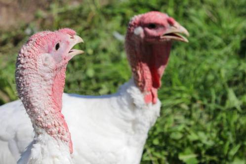 Broedeieren van vleeskalkoen, Dieren en Toebehoren, Pluimvee, Kalkoen, Geslacht onbekend
