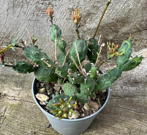 Euphorbia Globosa, Maison & Meubles, Plantes d'intérieur, Plante succulente, Moins de 100 cm, Envoi