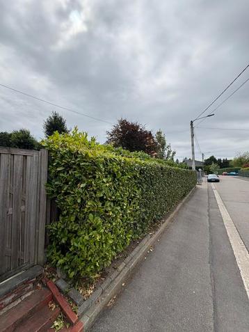 Service d’élagage / taille de haie / jardinage beschikbaar voor biedingen